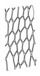 Bryum funkii, upper laminal cells. Drawn from J.T. Linzey 3247, CHR 490350, and J.T. Linzey 3248B, CHR 227591.
 Image: R.C. Wagstaff © Landcare Research 2015 